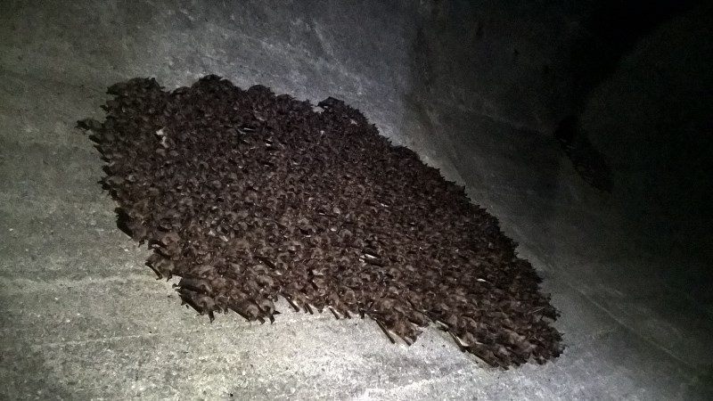 Ilustracja do informacji: 16. Międzynarodowe Liczenie Nietoperzy na obszarze Natura 2000 „Nietoperek"