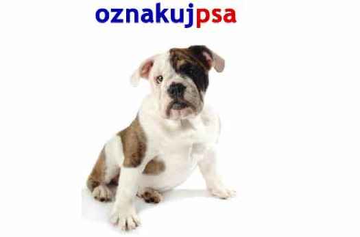 Ilustracja do informacji: Oznakuj swojego psa