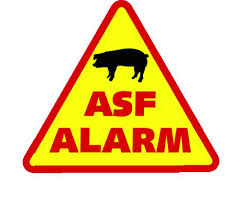 Ilustracja do informacji: Nowe ogniska ASF w Polsce