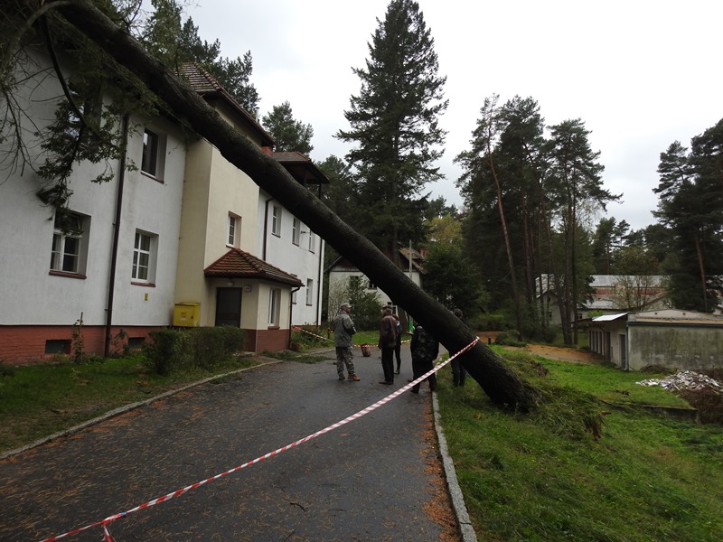 Ilustracja do informacji: Gmina Międzyrzecz po przejściu orkanu Ksawery