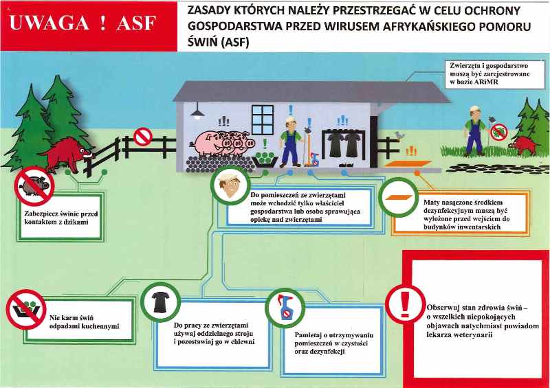 Ilustracja do informacji: Apel do chodowców trzody chlewnej
