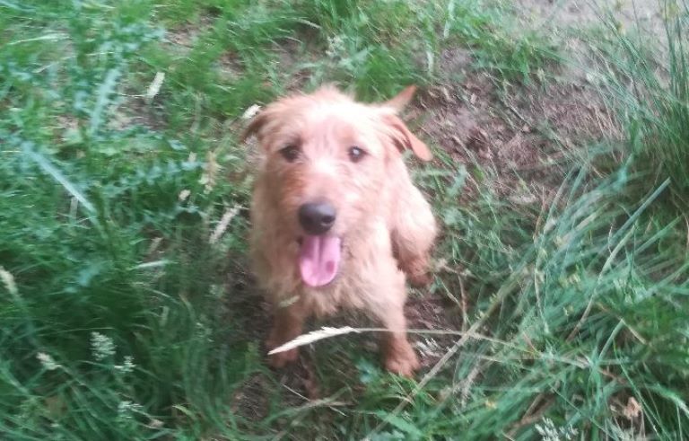 Ilustracja do informacji: Koło jeziora pod Nietoperkiem błąka się piesek! Może Twój?