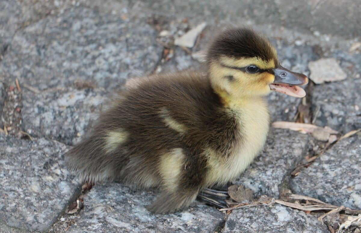 Ilustracja do informacji: Na dachu ratusza w Międzyrzeczu… wykluły się kaczki!