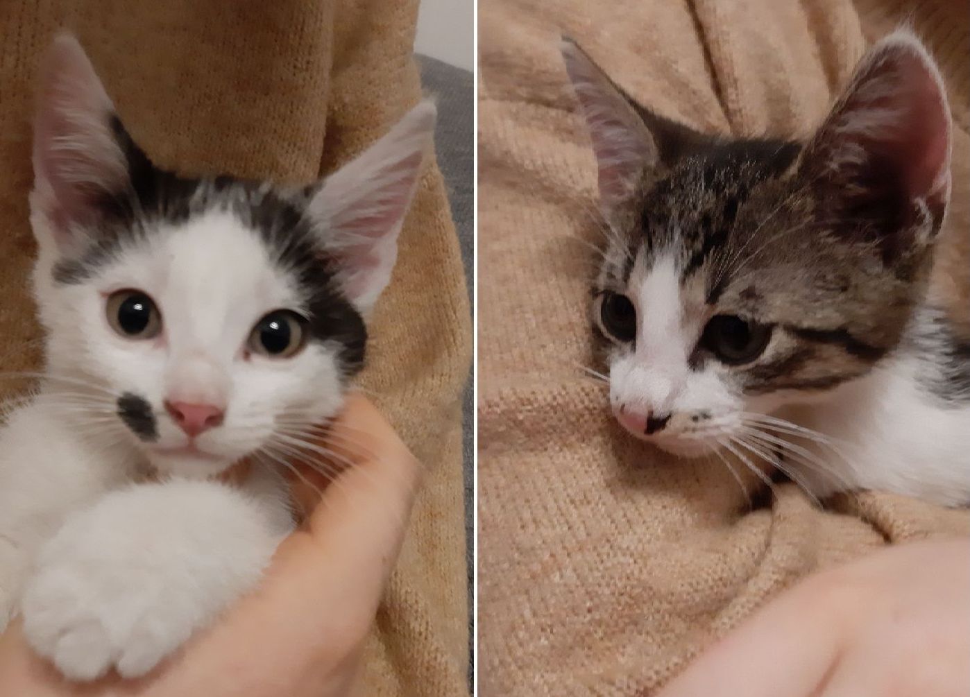 Ilustracja do informacji: Uwaga! Dwie kotki szukają domu 