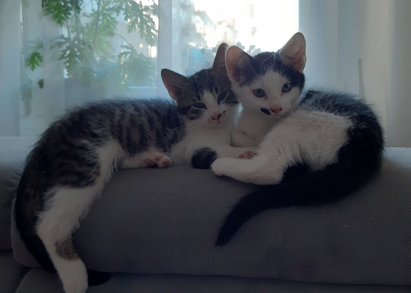 Ilustracja do informacji: Kocurki szukają domu 