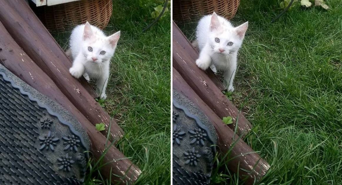 Ilustracja do informacji: Kotki-słodziaki szukają domu 