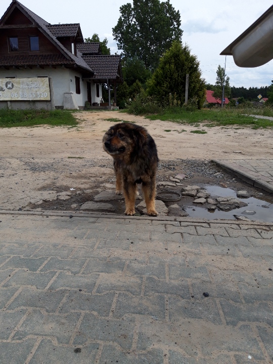 Ilustracja do informacji: W Bobowicku błąka się pies. Może Twój? 
