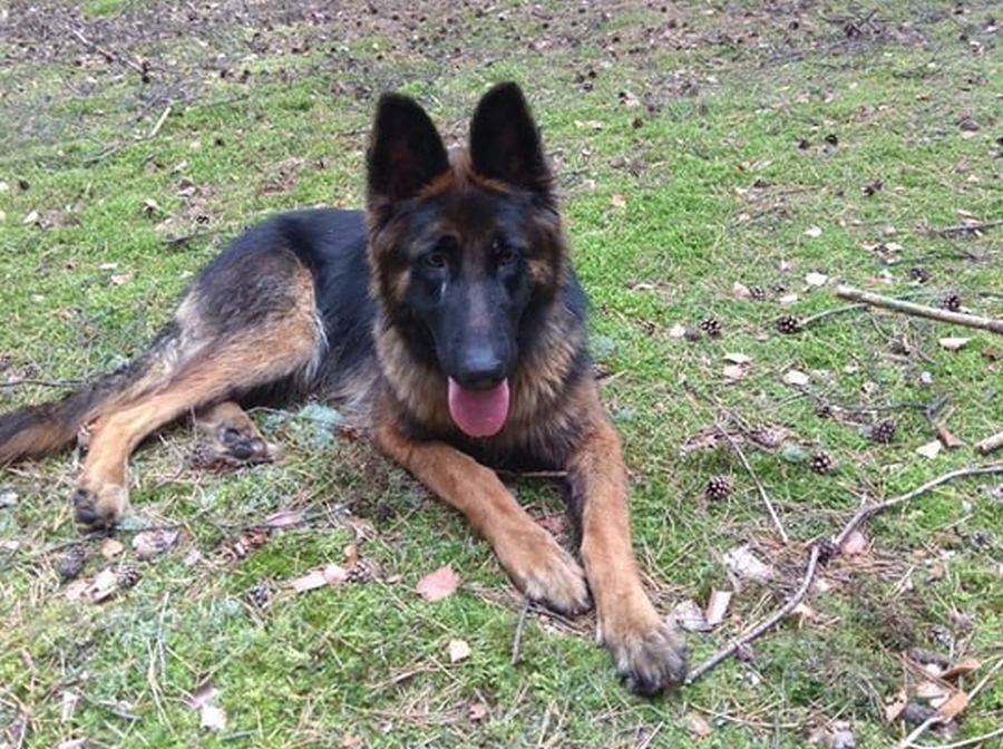 Ilustracja do informacji: Sympatyczna suczka znalazła nowy dom