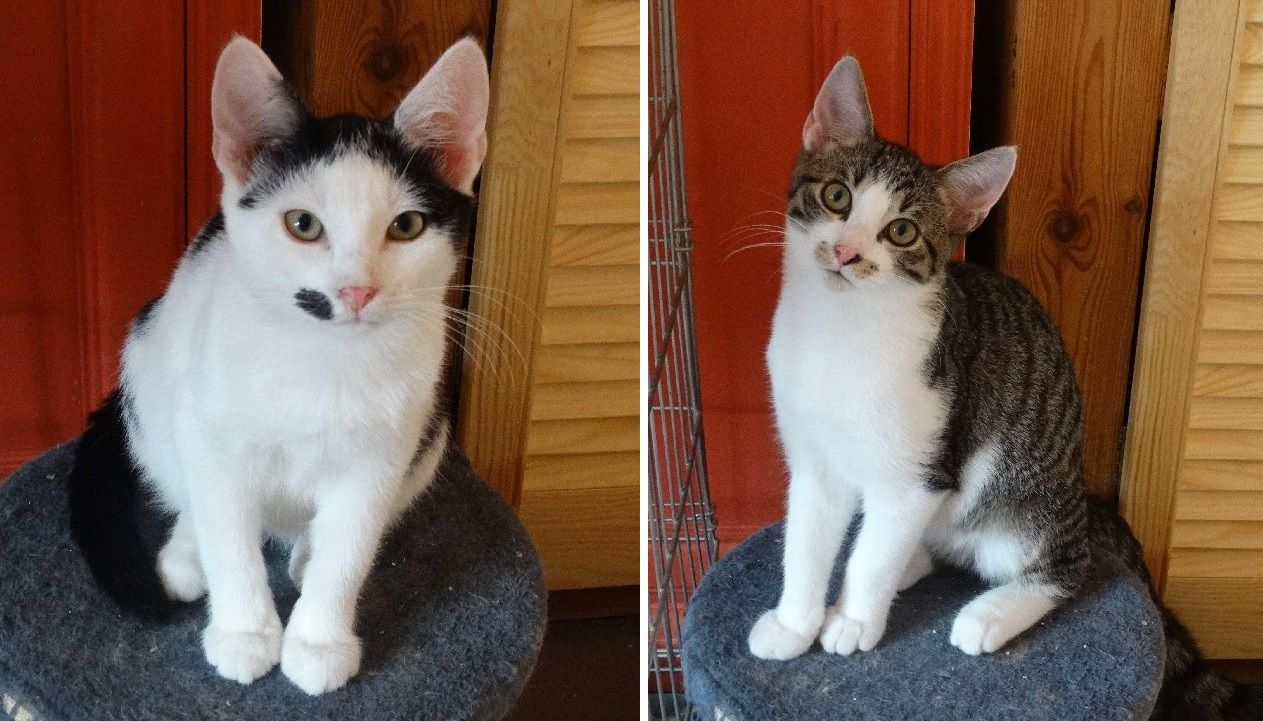 Ilustracja do informacji: Kotki-słodziaki szukają domu