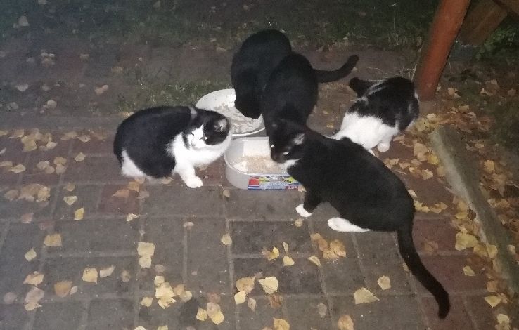 Ilustracja do informacji: Szukamy domu dla słodziaków-kociaków