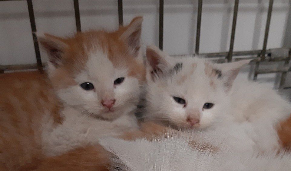 Ilustracja do informacji: Szukamy domu dla kociaków-słodziaków 