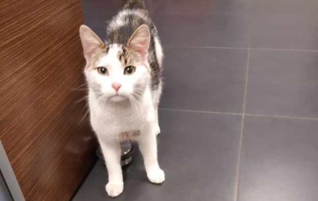 Ilustracja do informacji: Uwaga: Szukamy właściciela kotka