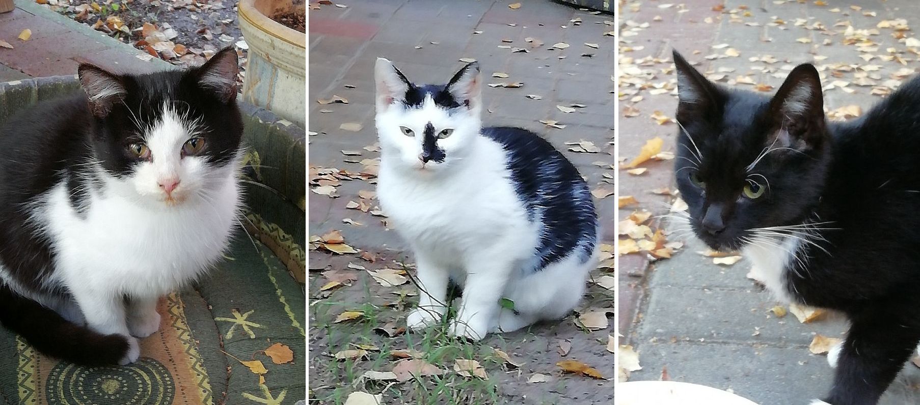 Ilustracja do informacji: Trzy śliczne kotki czekają na opiekunów 