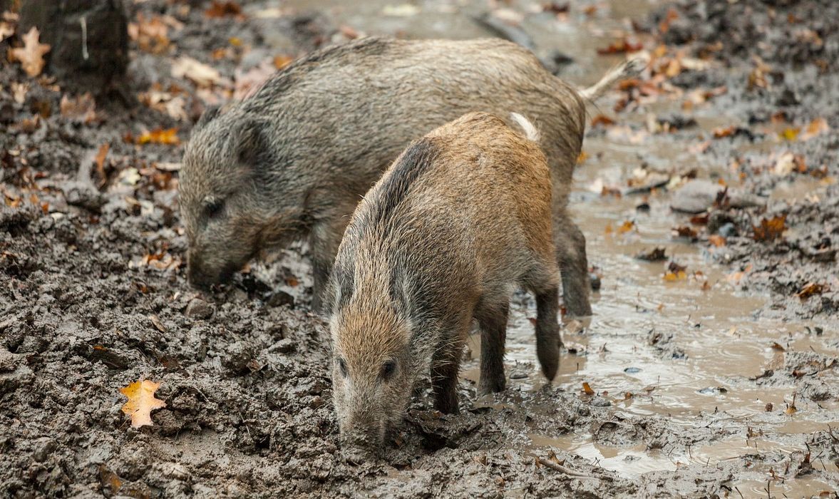 Ilustracja do informacji: Informacja Powiatowego Lekarza Weterynarii