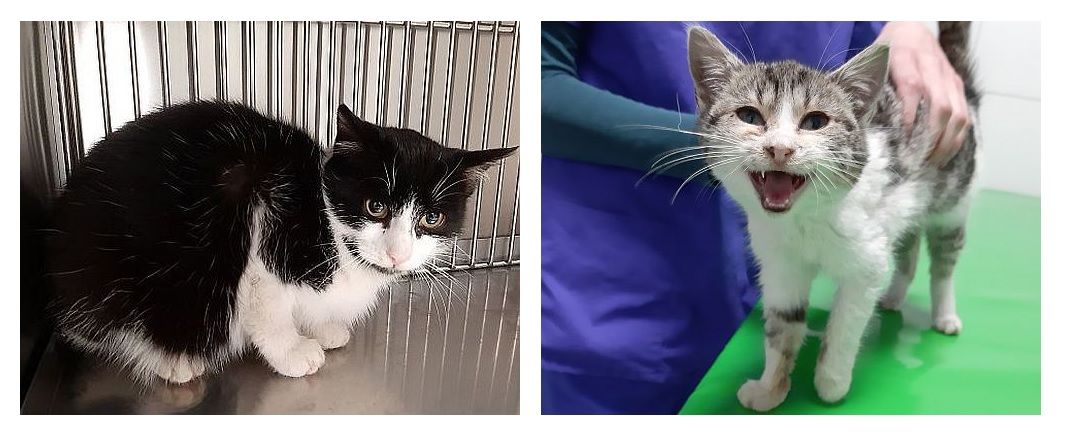 Ilustracja do informacji: Szukamy domu dla dwóch pięknych kotów 