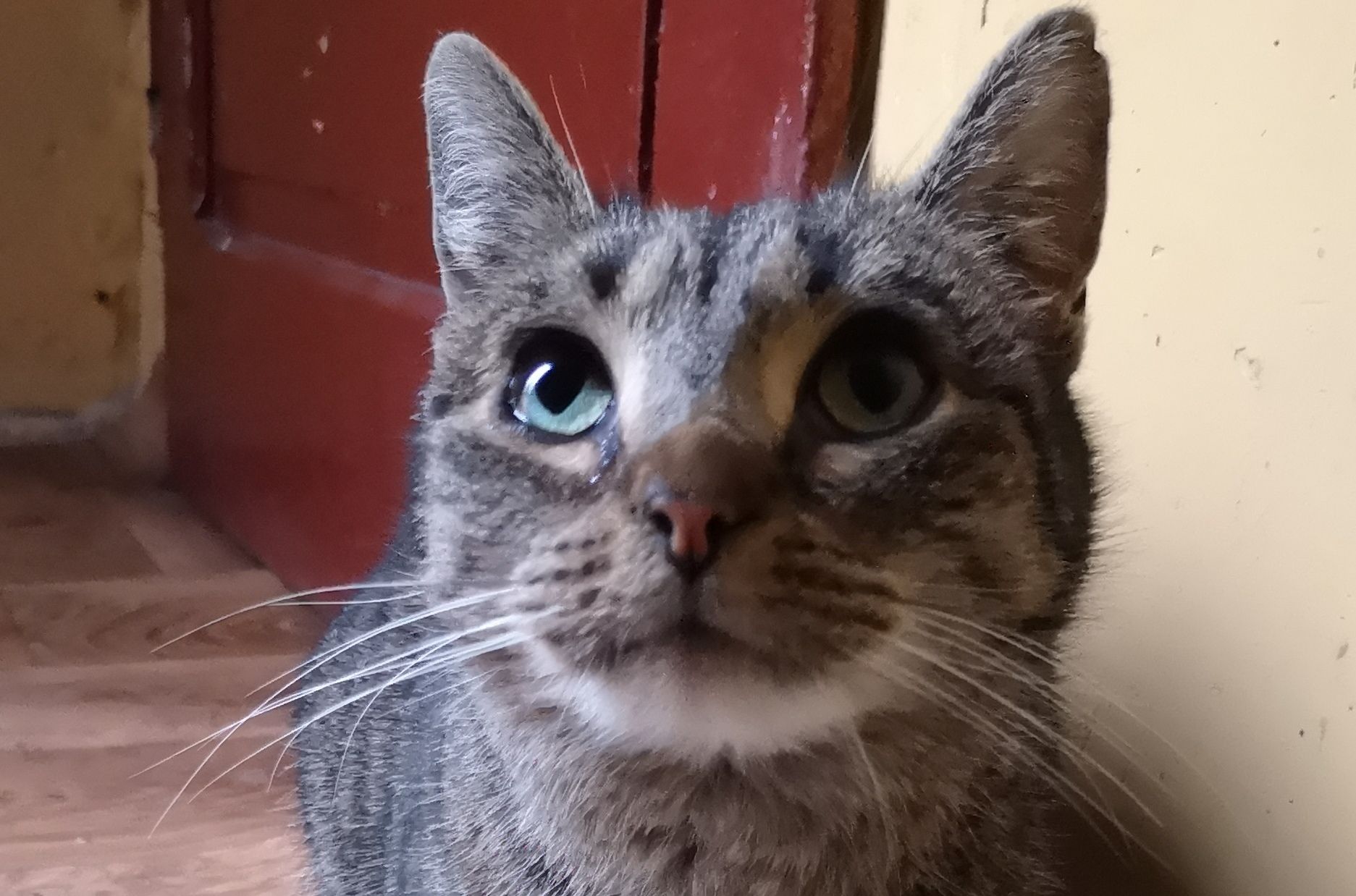 Ilustracja do informacji: Szukamy domu dla kociaka-słodziaka