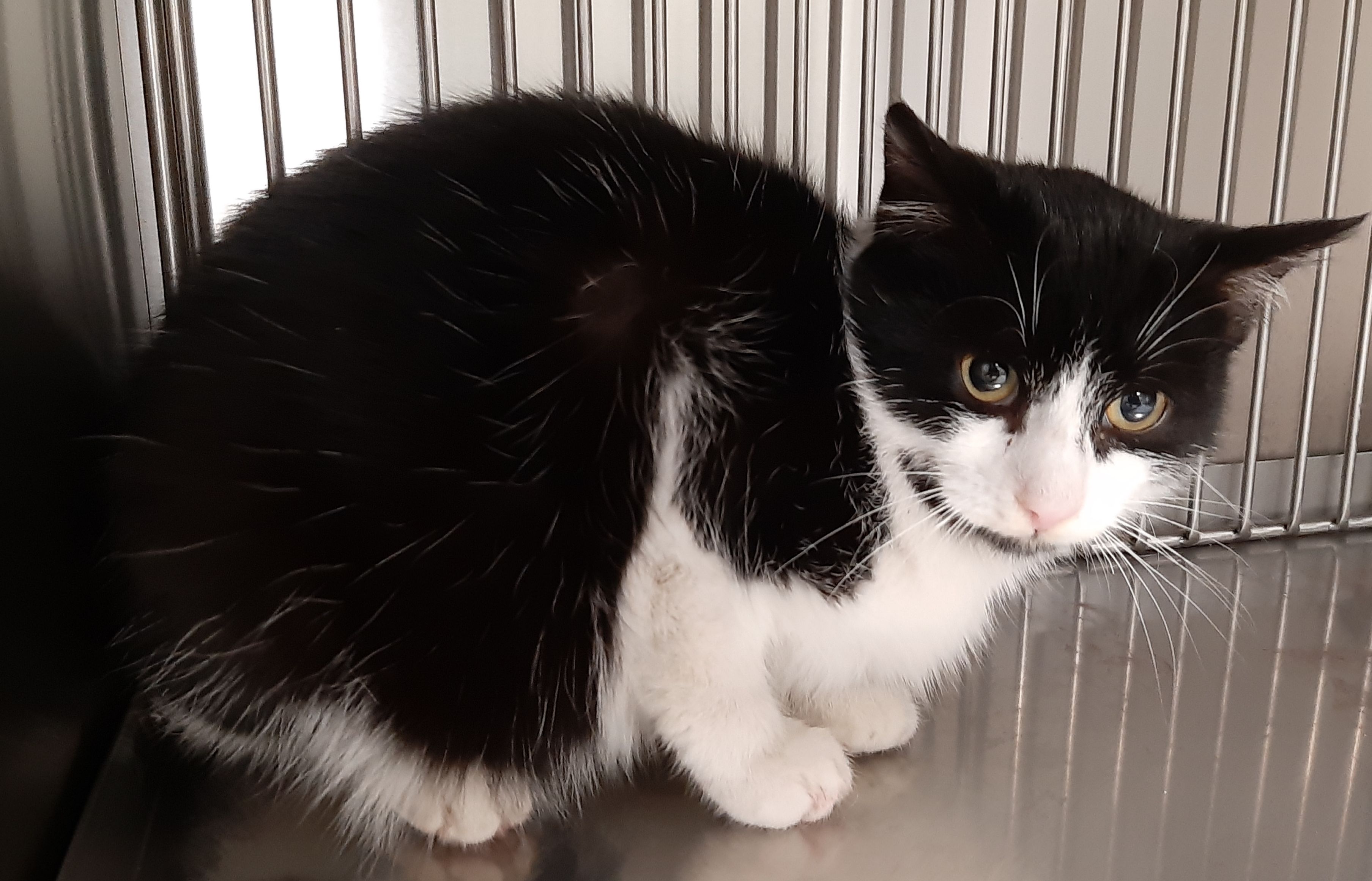 Ilustracja do informacji: Szukamy domu dla kociaka-słodziaka