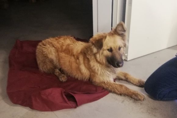 Ilustracja do informacji: Szukamy właściciela pieska 