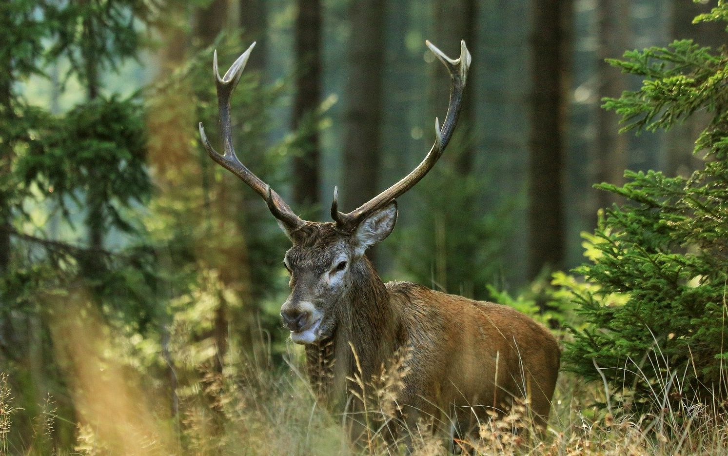 Ilustracja do informacji: Sprostowanie informacji o zakazie wstępu do lasu