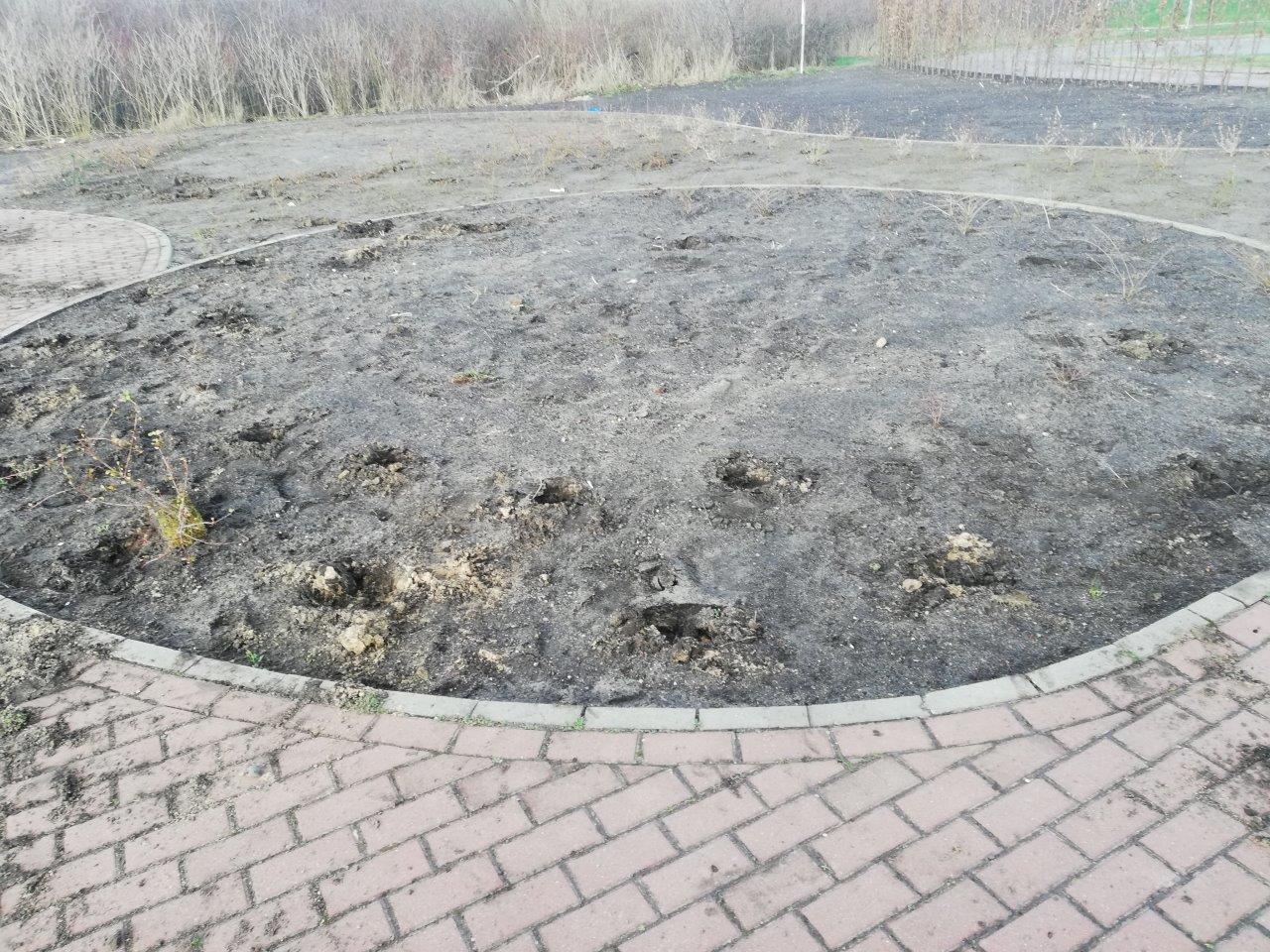 Ilustracja do informacji: Wandale zniszczyli krzewy i drzewka. Szuka ich policja 