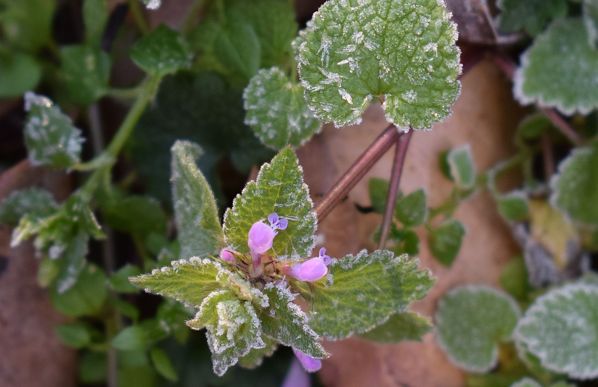 Ilustracja do informacji: Ostrzeżenie przed przymrozkiem