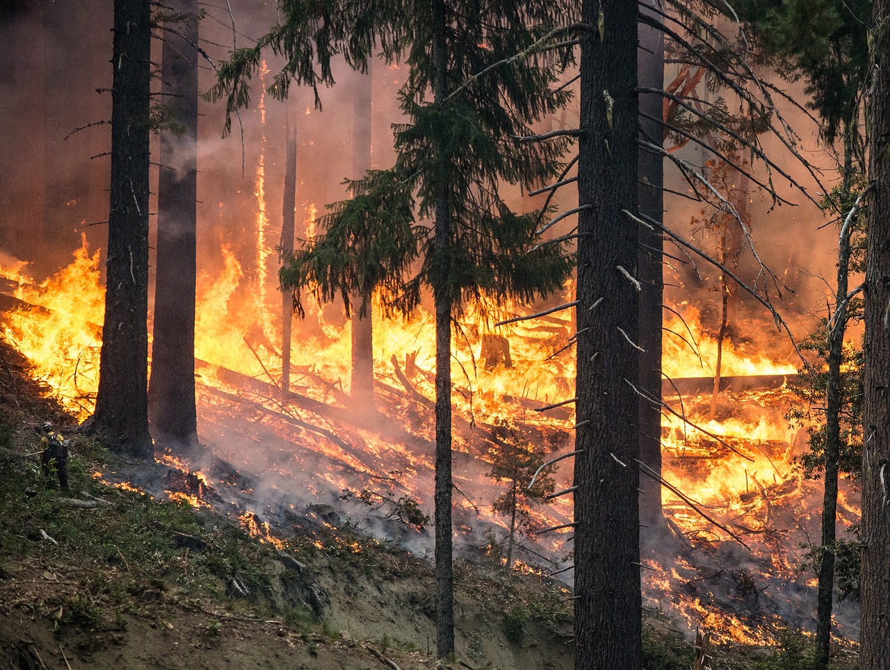 Ilustracja do informacji: Ostrzeżenie o zagrożeniu pożarowym w lasach