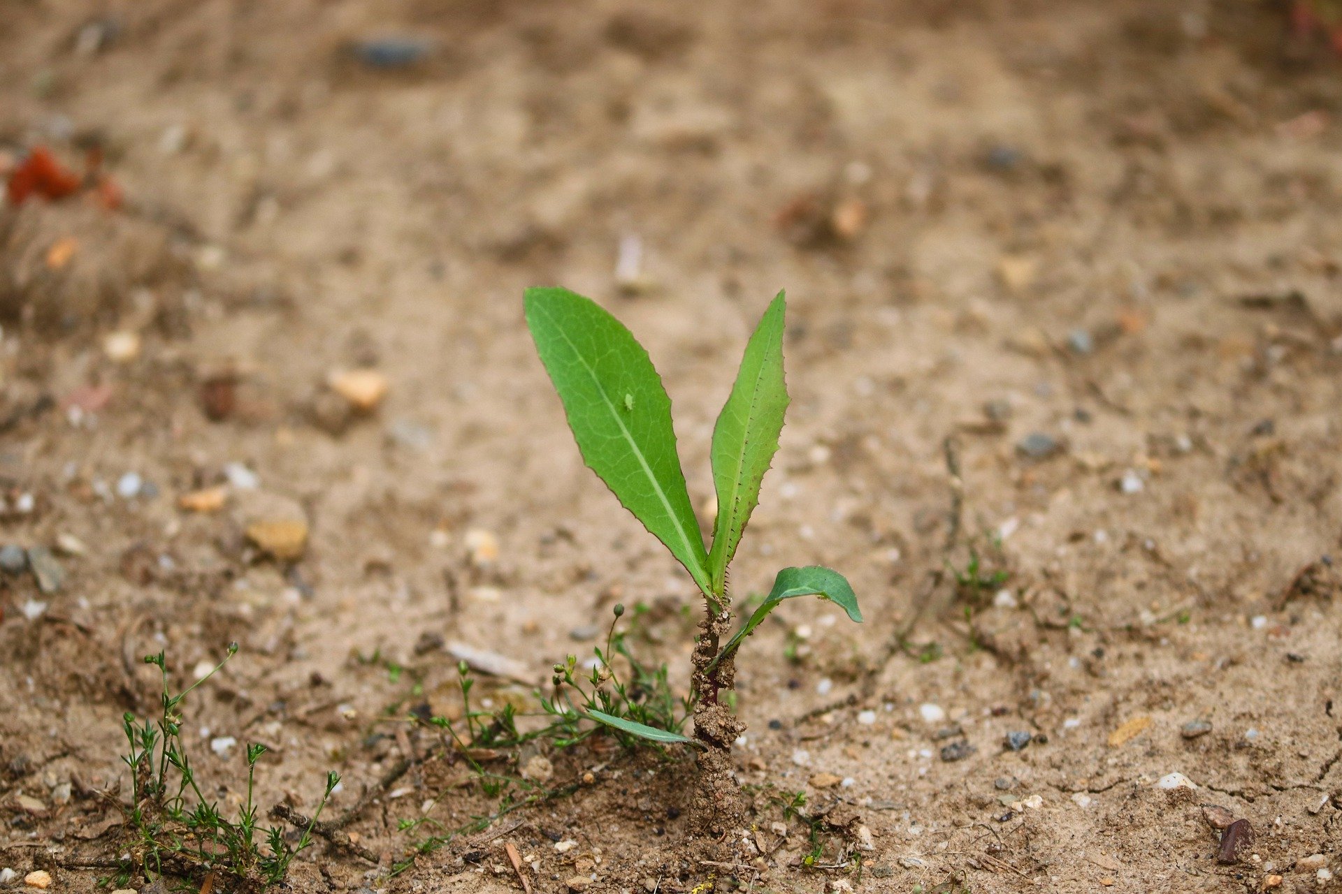 Ilustracja do informacji: Uwaga: Ważna informacja dla rolników 