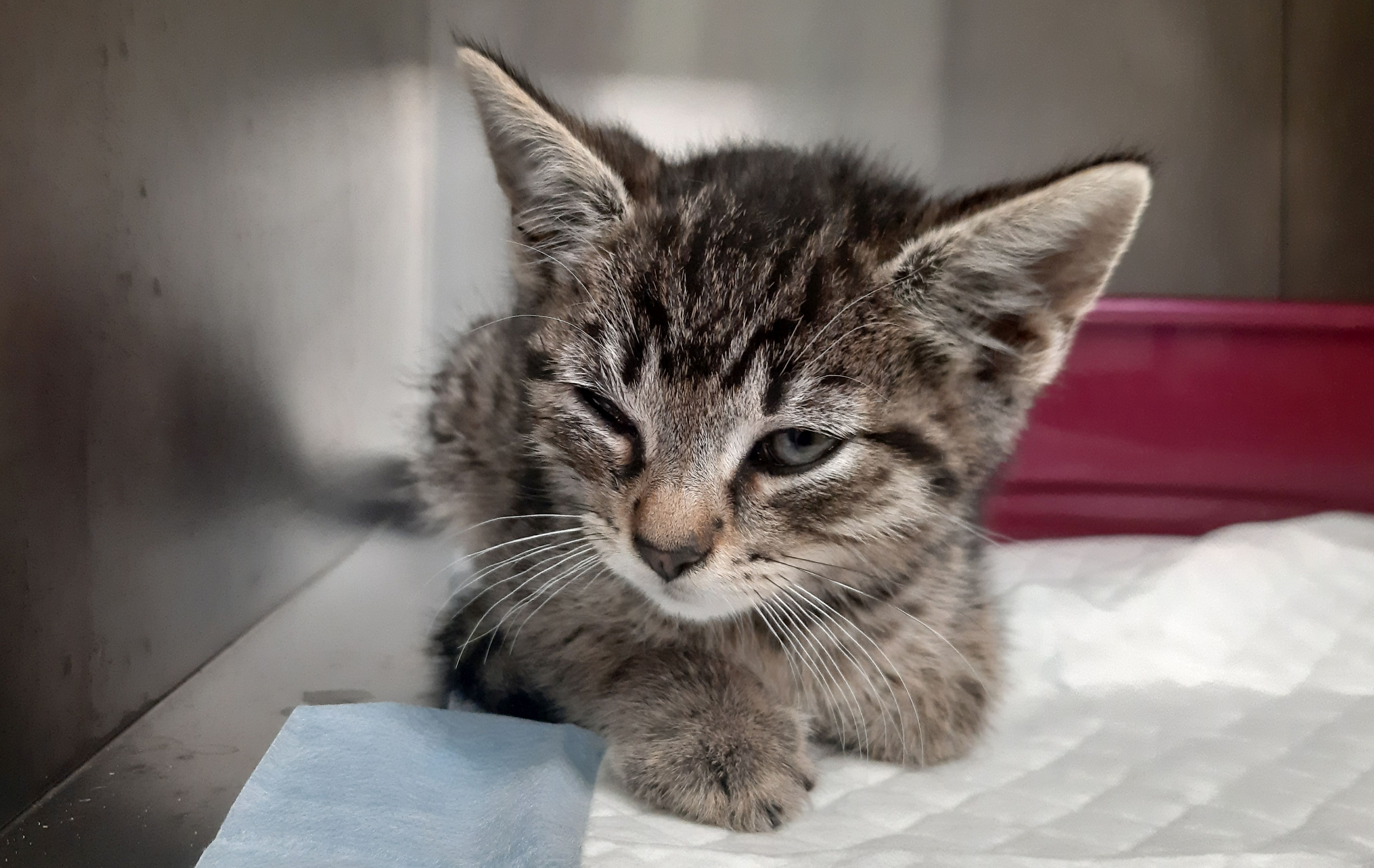 Ilustracja do informacji: Zaopiekuj się nim: kociak-słodziak czeka!