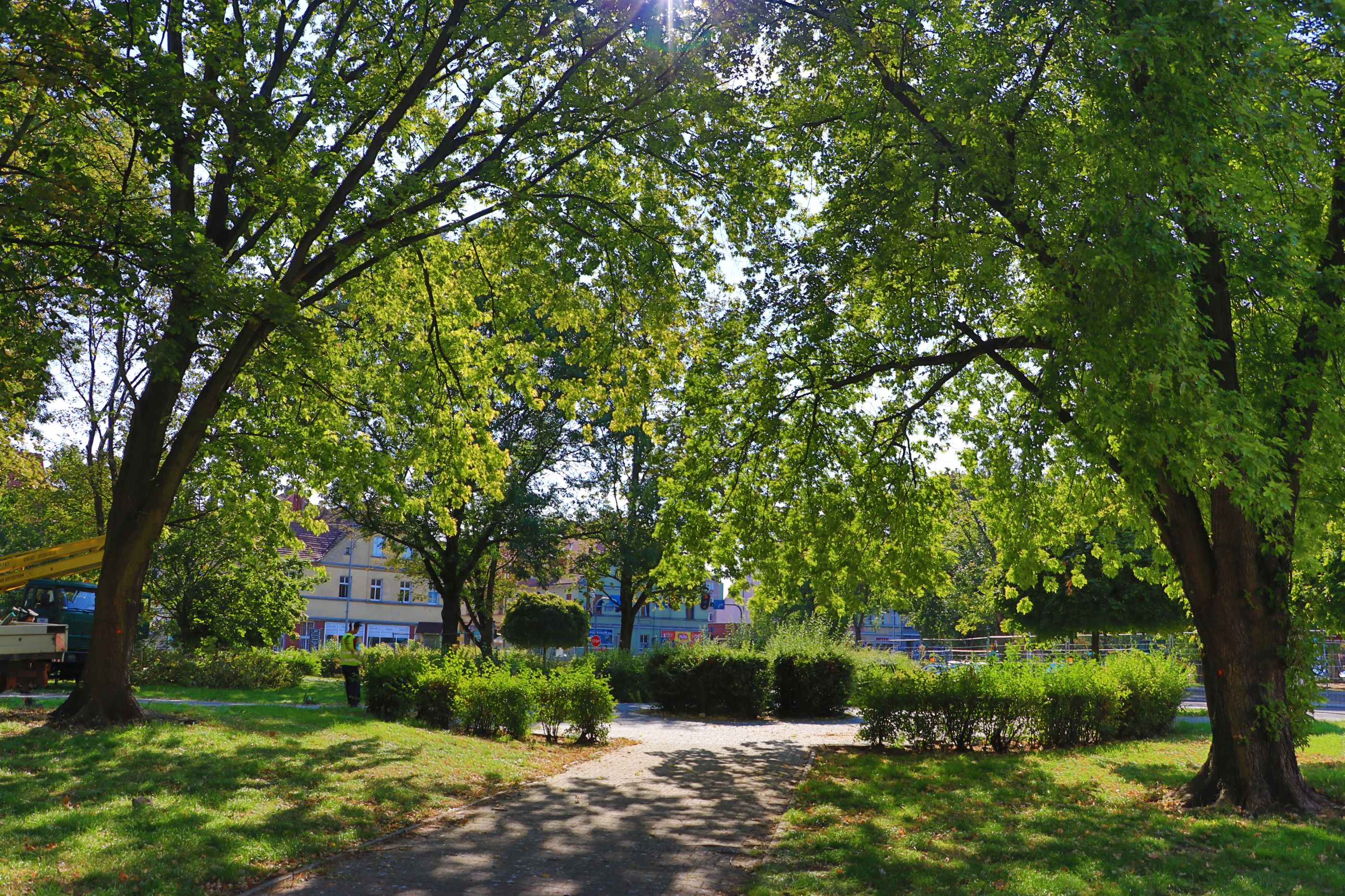 Ilustracja do informacji: Wiosną miasto zazieleni się i zakwitnie