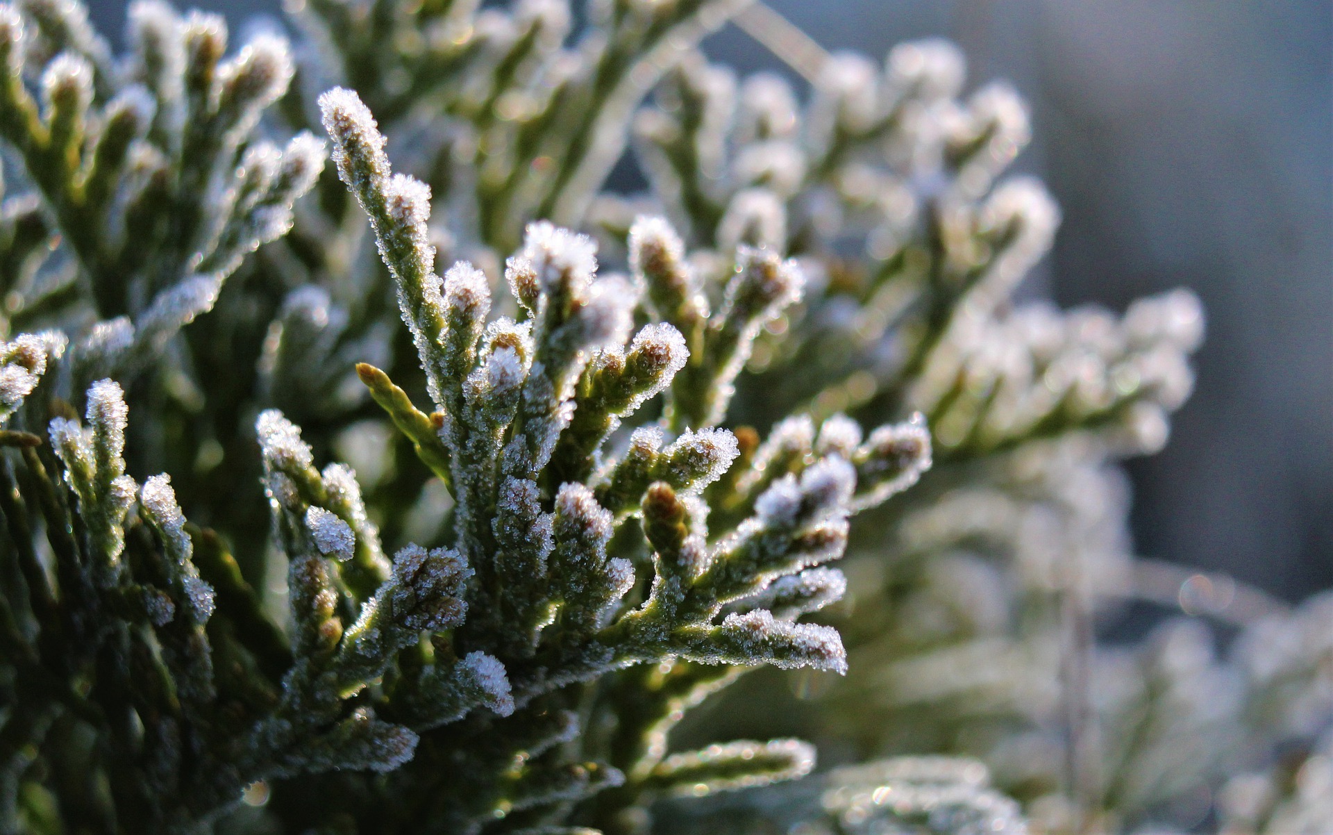 Ilustracja do informacji:  Ostrzeżenie przed przymrozkami 