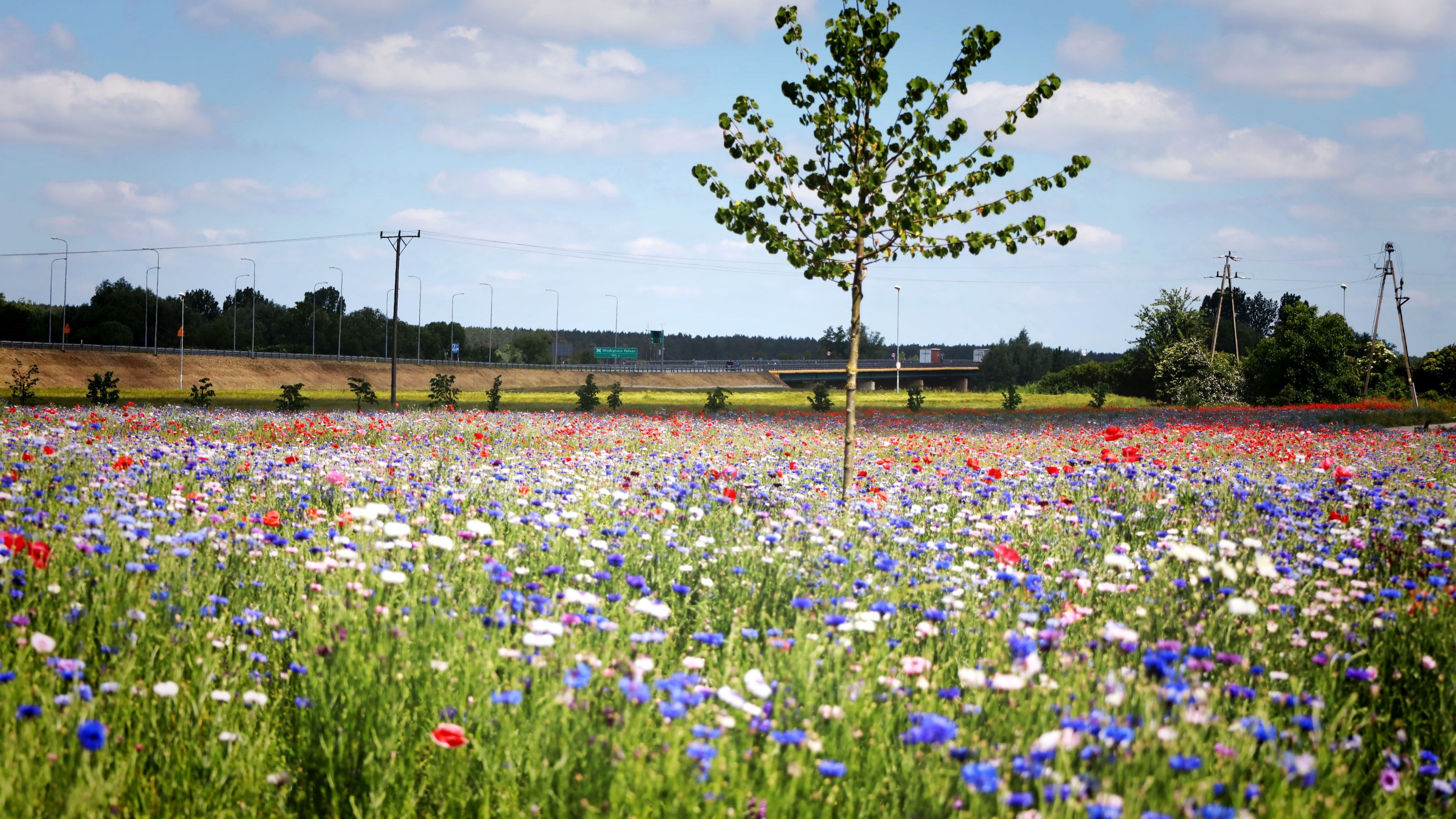 Ilustracja do informacji: Międzyrzecz kwitnie i zachwyca