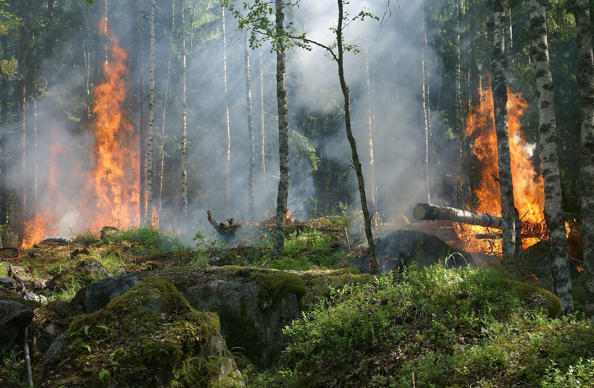 Ilustracja do informacji: W lasach wprowadzono drugi i trzeci stopień zagrożenia pożarowego