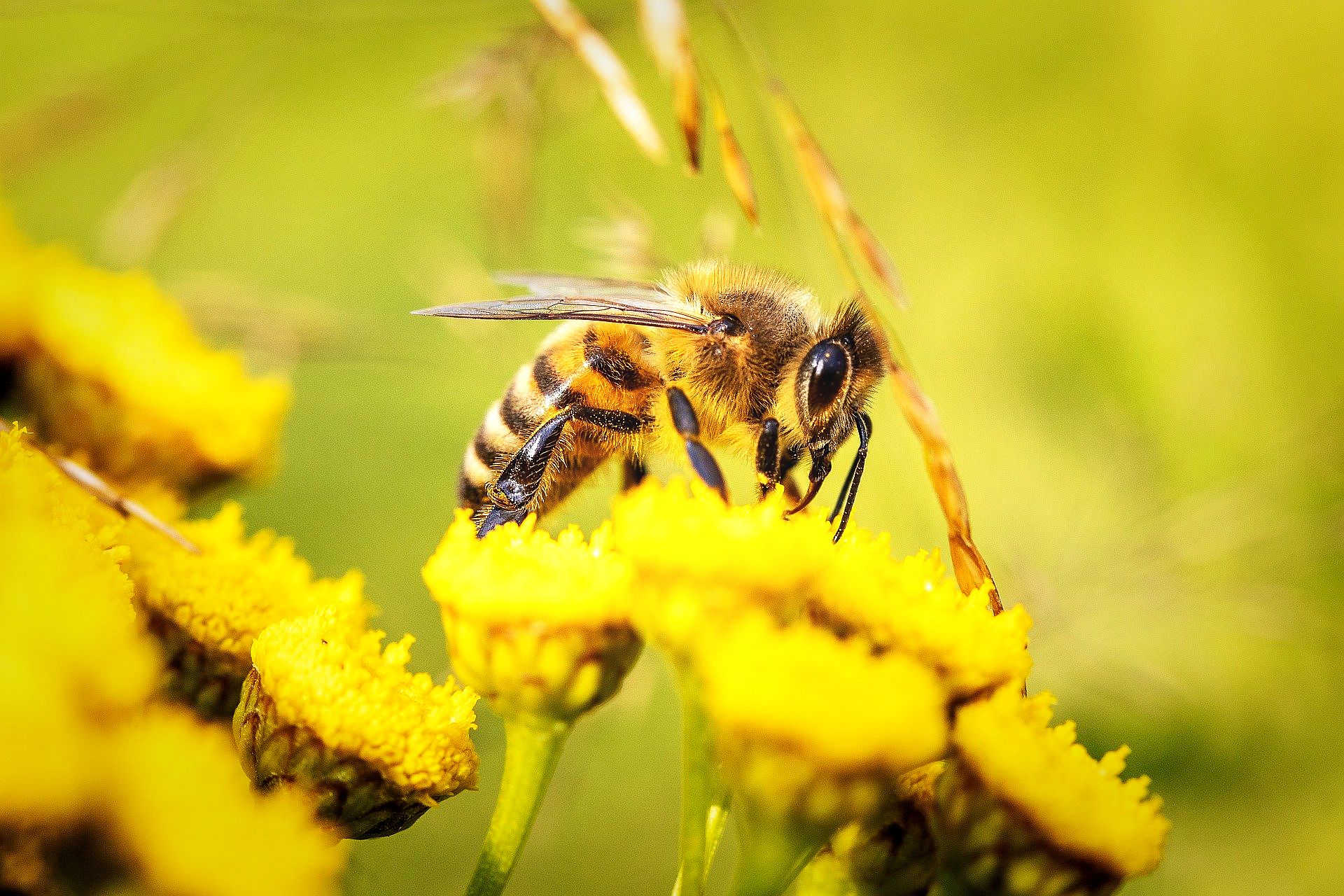 Ilustracja do informacji: Projekt „Zakup węzy pszczelej – poprawa warunków sanitarnych rodzin pszczelich”