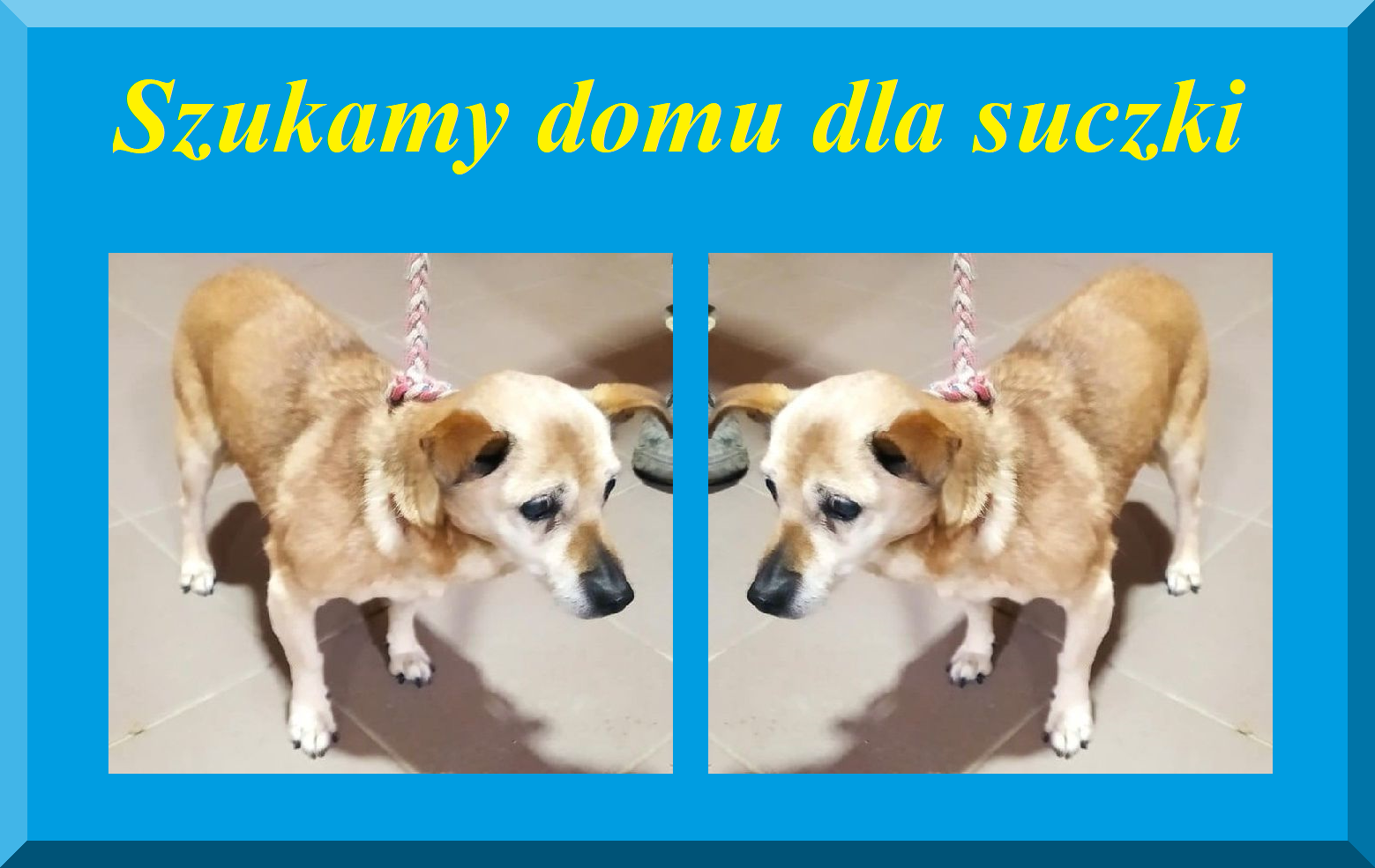 Ilustracja do informacji: Szukamy opiekuna dla psa