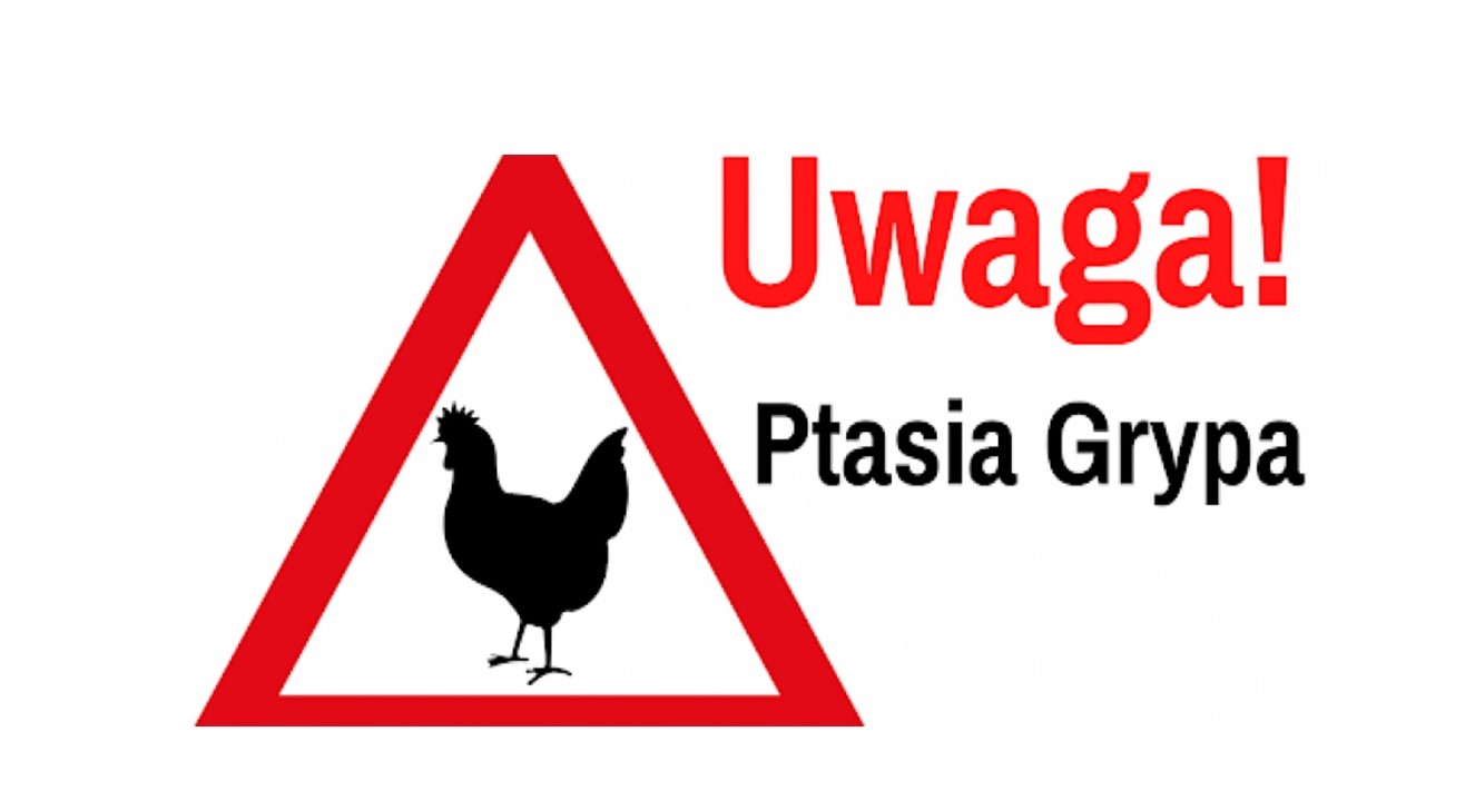 Ilustracja do informacji: Nowe ogniska ptasiej grypy w woj. lubuskim