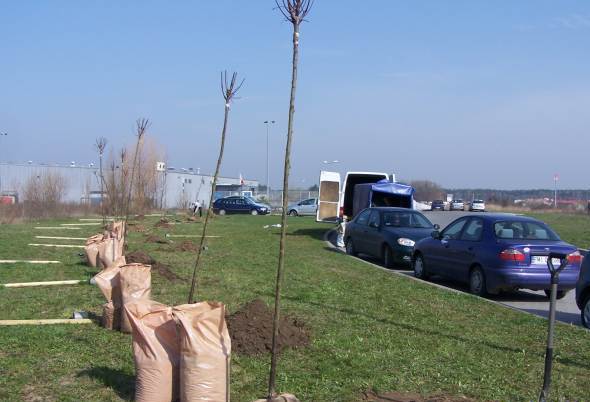 Ilustracja do informacji: Zasadziliśmy nowe aleje drzew w Międzyrzeczu