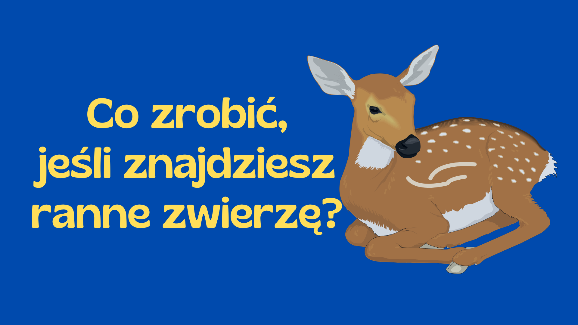 Ilustracja do informacji: Co zrobić, jeśli znajdziesz ranne zwierzę?