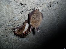 Miniatura zdjęcia: M.bechsteini-12