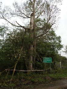 Miniatura zdjęcia: Gmina Międzyrzecz po przejściu orkanu Ksawery