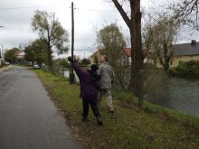 Miniatura zdjęcia: Gmina Międzyrzecz po przejściu orkanu Ksawery