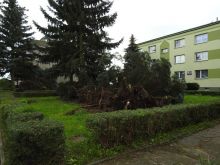 Miniatura zdjęcia: Gmina Międzyrzecz po przejściu orkanu Ksawery