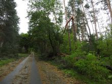 Miniatura zdjęcia: Gmina Międzyrzecz po przejściu orkanu Ksawery