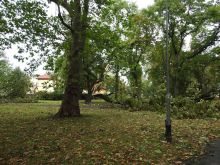 Miniatura zdjęcia: Gmina Międzyrzecz po przejściu orkanu Ksawery