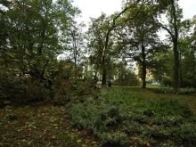 Miniatura zdjęcia: Gmina Międzyrzecz po przejściu orkanu Ksawery